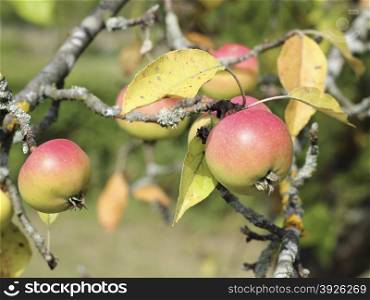 Beautiful ripe apples on apple tree branch