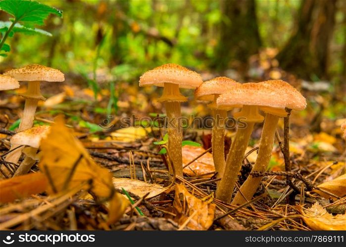 beautiful ripe autumn mushrooms close up in the forest