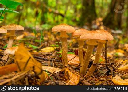 beautiful ripe autumn mushrooms close up in the forest