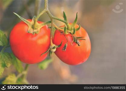 Beautiful ripe red tomatoes on a shrub.