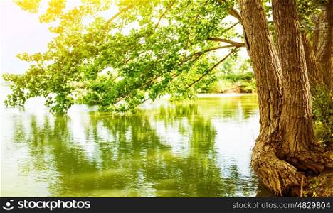 Beautiful river landscape, reflection of big tree in calm water, forest nature, bright yellow sunlight, peaceful scene, spring season