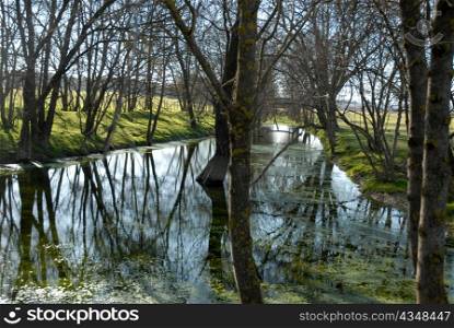 beautiful river with tree in sunshine in winter