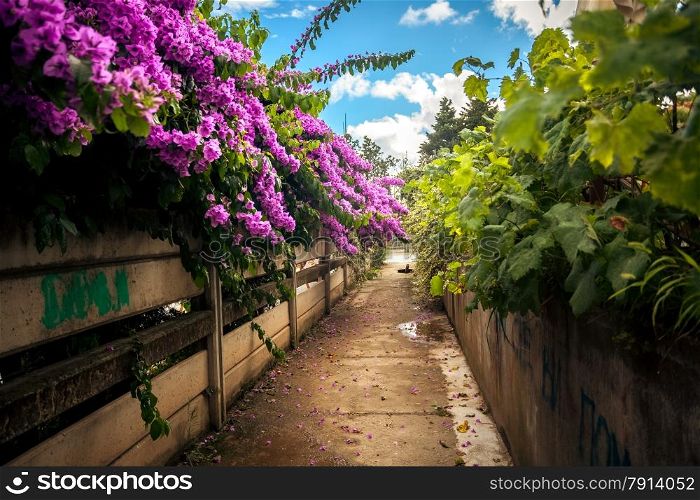 Beautiful road grown with bushes and Bougainvillea