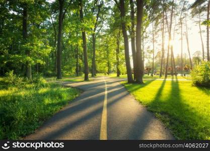 Beautiful road in green forest at sunset in summer. Colorful landscape with woods, bike road, green trees, grass at sunny evening. Nature. Walkway in blooming park park in Bucha, Ukraine before war.