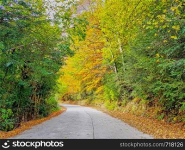 Beautiful Road in the autumnal forest with varied colours of browns, greens, oranges and yellows on the leaves of the trees next to the river and a waterfall. Image taken in Ordesa, Huesca. Spain.