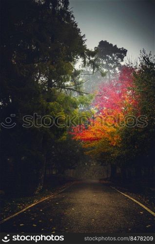 Beautiful road on spain at fall season