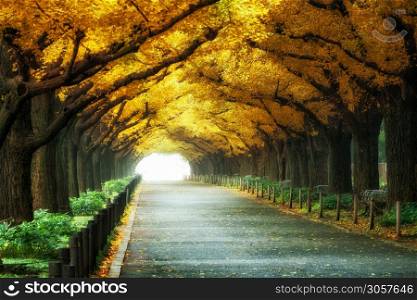 Beautiful road path under trees arch tunnel with sunshine at the end of the road. Autumn nature landscape background.