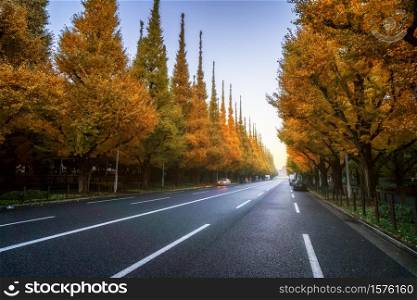 Beautiful road with trees on sideroad in autumn. Straight road with falls nature background shot at Icho Namiki Road, Tokyo, Japan.