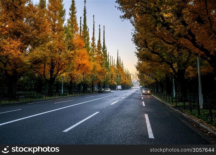 Beautiful road with trees on sideroad in autumn. Straight road with falls nature background shot at Icho Namiki Road, Tokyo, Japan.