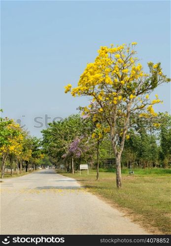 Beautiful road with yellow Tabebuia Argentea blossom