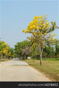 Beautiful road with yellow Tabebuia Argentea blossom