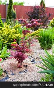 Beautiful rock garden in the yard with different plants