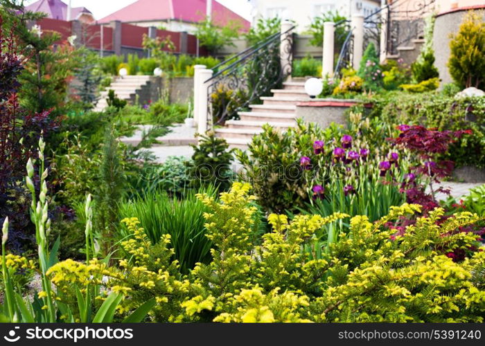 Beautiful rock garden in the yard with different plants