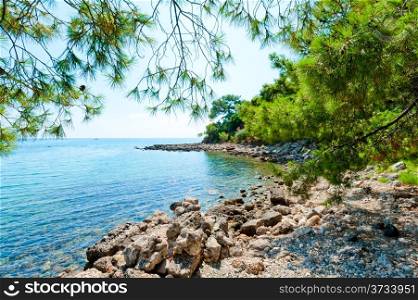 beautiful rocky shore and pine