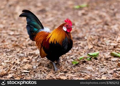 Beautiful Rooster.