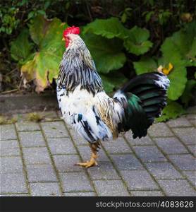 Beautiful Rooster