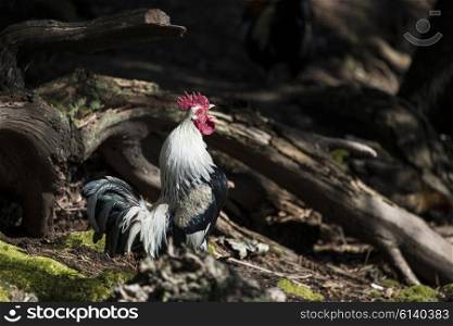 Beautiful rooster cockerel in Summer sinshine