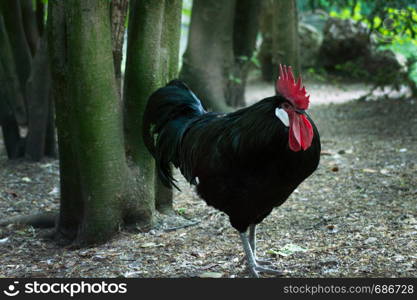 Beautiful rooster in a natural park. Green landscape. Beautiful rooster in a natural park