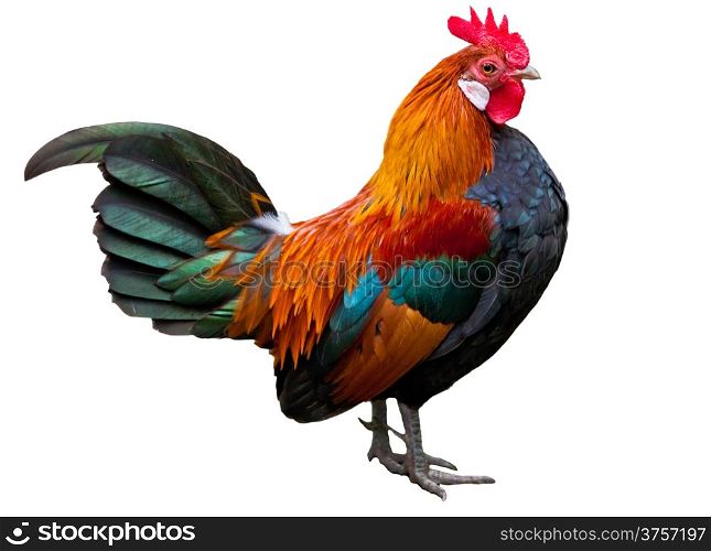 Beautiful Rooster isolated on white