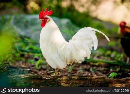 beautiful rooster. white rooster