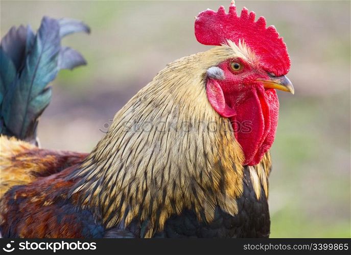 Beautiful Roosters Portrait