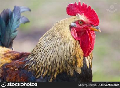 Beautiful Roosters Portrait
