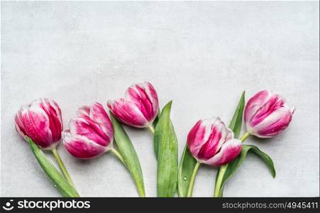 Beautiful rosa white tulips, floral border on light gray background, top view. Spring flowers concept