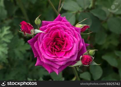 beautiful rose and buds around