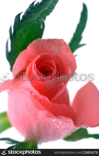 beautiful rose and water drops on white background