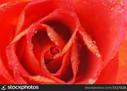 beautiful rose and water drops on white background