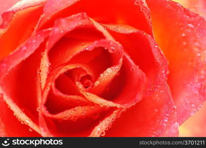 beautiful rose and water drops on white background