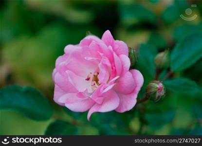 beautiful rose. close-up