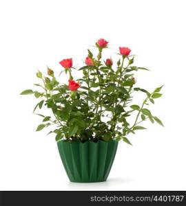 Beautiful rose in flowerpot isolated on white background