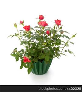 Beautiful rose in flowerpot isolated on white background