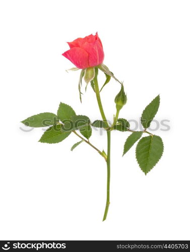 Beautiful rose isolated on white background