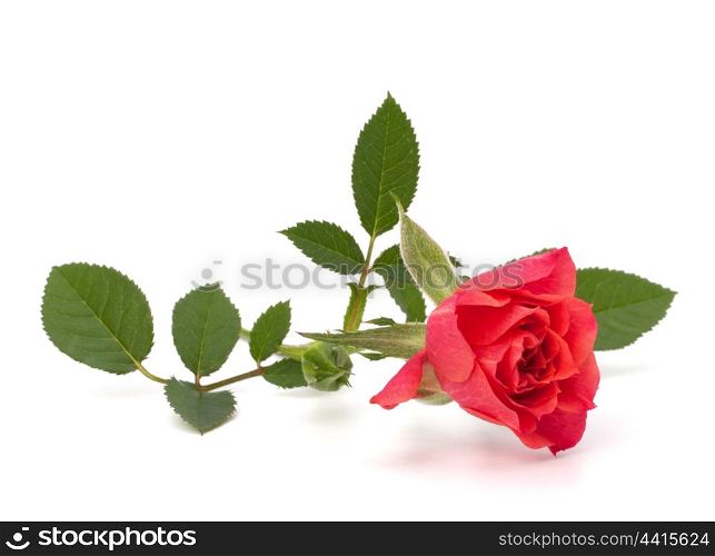 Beautiful rose isolated on white background