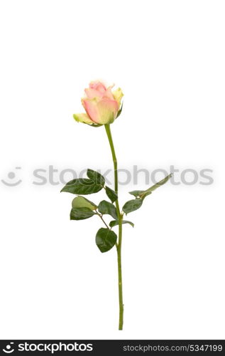 Beautiful rose isolated on white background