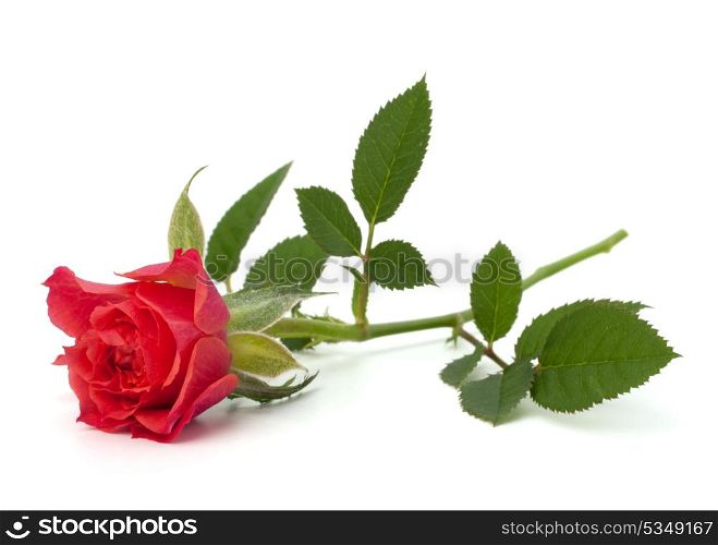 Beautiful rose isolated on white background