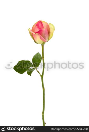 Beautiful rose isolated on white background