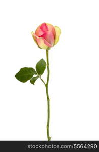 Beautiful rose isolated on white background