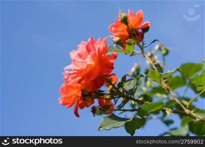 beautiful rose on a background blue sky