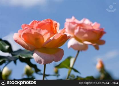 beautiful rose on a background blue sky