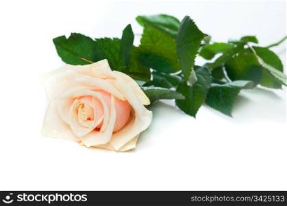 Beautiful rose on white background. Space for your text