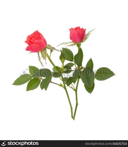 Beautiful rose pair isolated on white background