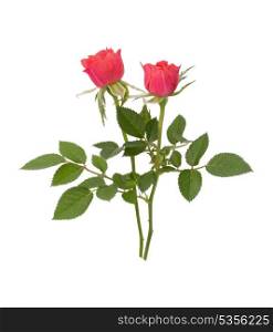 Beautiful rose pair isolated on white background