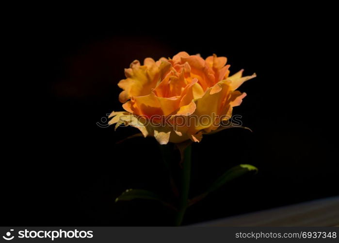 Beautiful rose with a black background