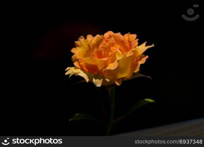 Beautiful rose with a black background