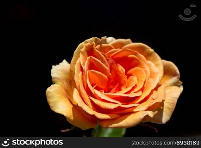 Beautiful rose with a black background