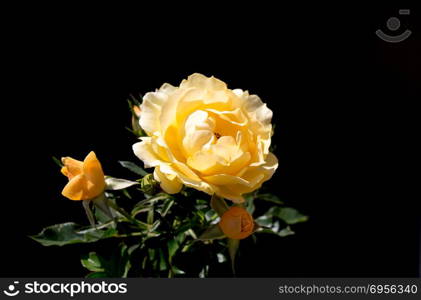 Beautiful rose with a black background