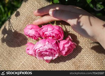 Beautiful rose with a canvas background